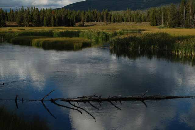 Polecat Creek